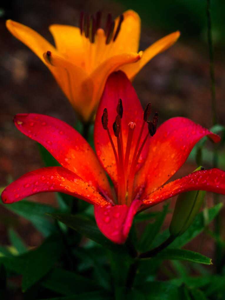 Untitled Orange Tiger Lillies