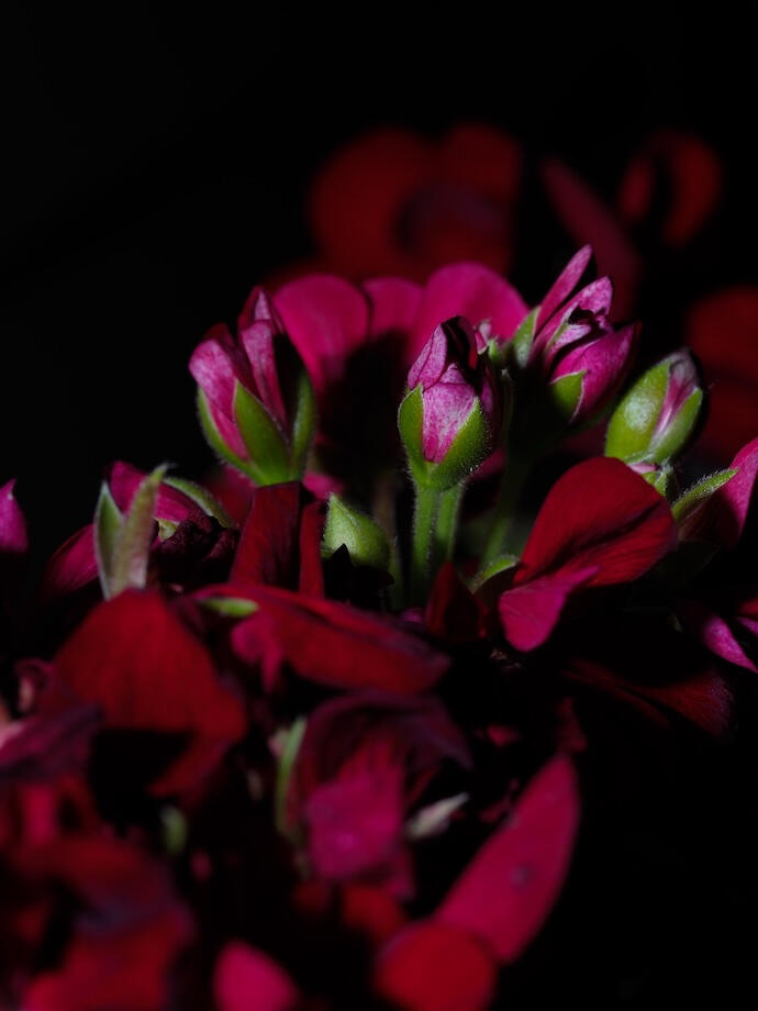 Dark pink geranium Several dark pink geranium buds and petals cluster in low light.